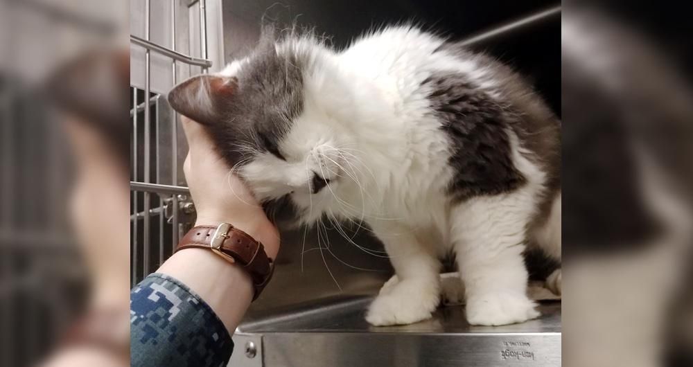 10yearold Shelter Cat Reaches Out to Woman for Love, She Can’t Leave