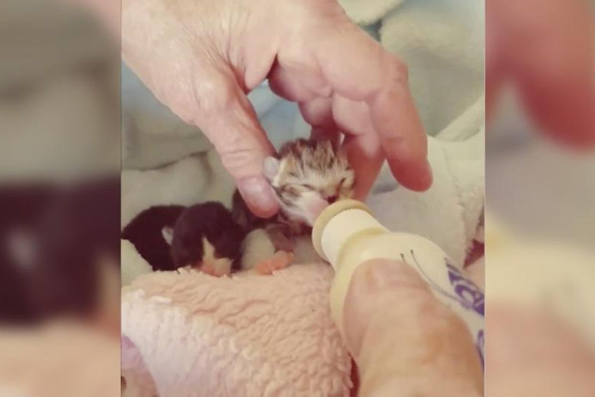 Two Preemie Kittens Stick Together and Fight to Get Bigger Every Day...