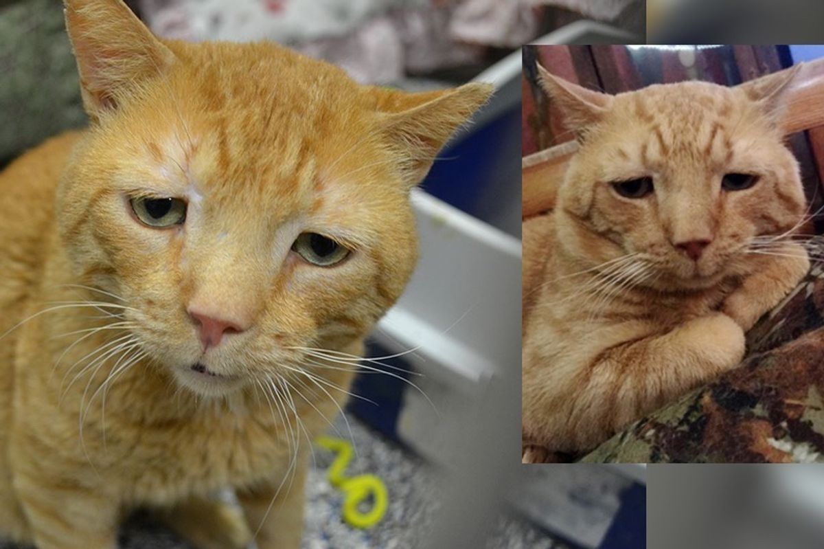 "Saddest Cat" Finds His Smile After Nine Months of Waiting for His Purrfect Home.
