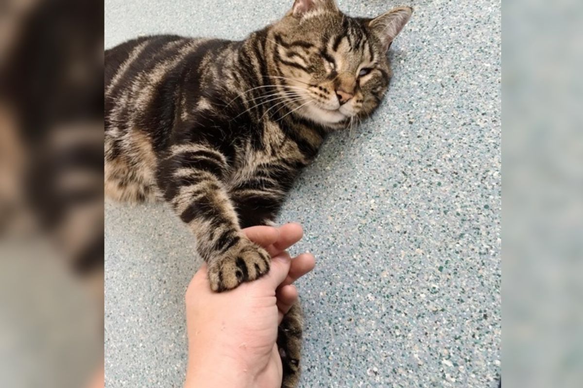 8-year-old Blind Cat Holds Woman's Hand at the Shelter and Won't Let Go...