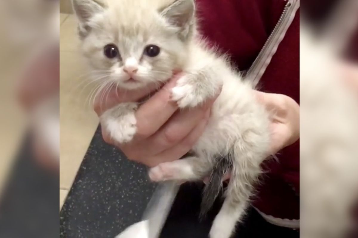 Kitten Saved by Dog, Gets Feeling in Her Paralyzed Legs for the First Time and Can’t Believe It…