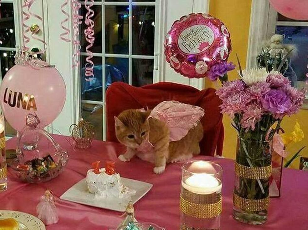 Family Gives Their Cat a Surprise Quinceañera to Celebrate Her 15th