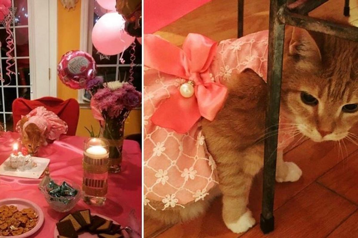 Family Gives Their Cat a Surprise Quinceañera to Celebrate Her 15th Birthday...