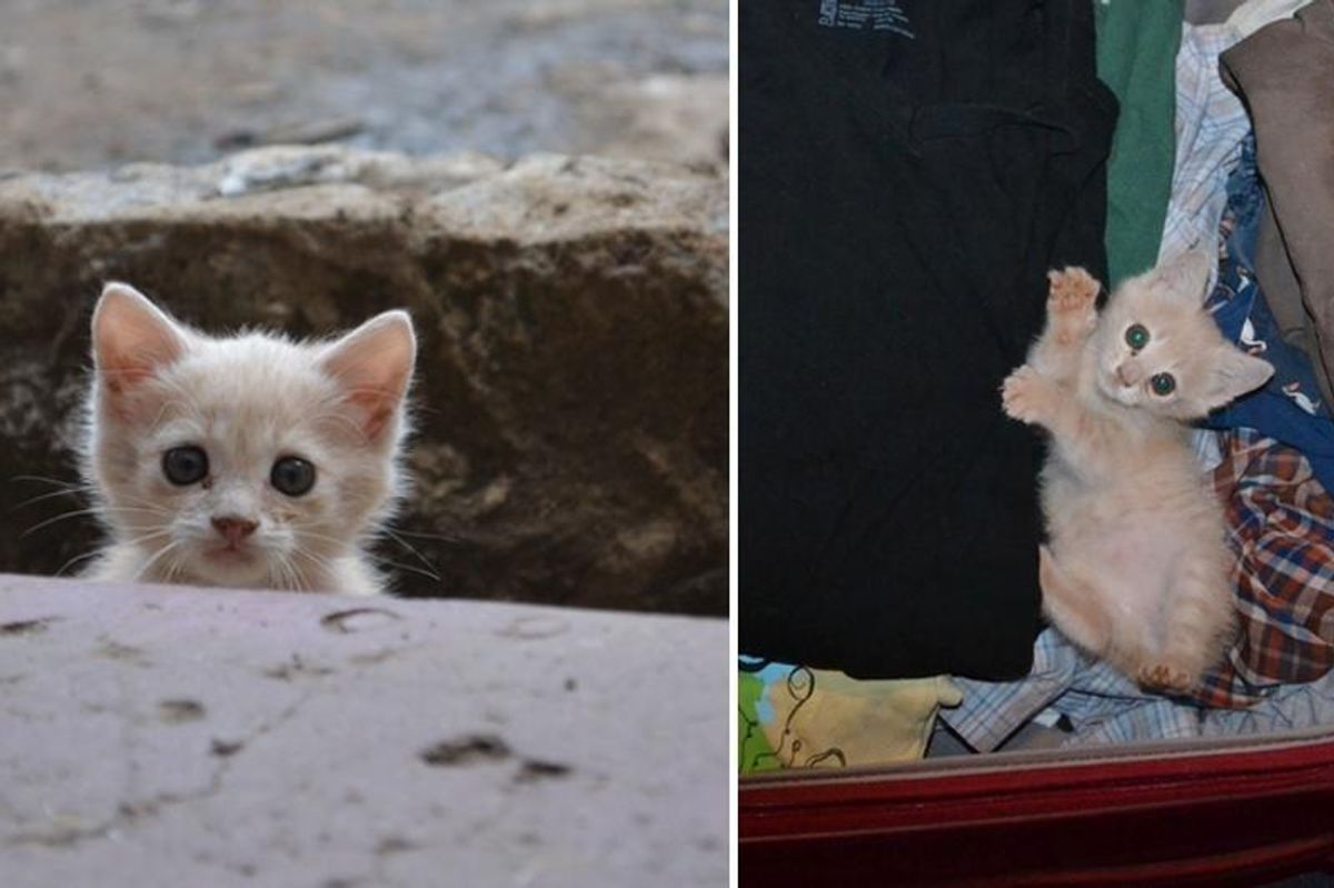 Stray Kitten Follows Man Home and Decides to Stay, Now Four Years Later…