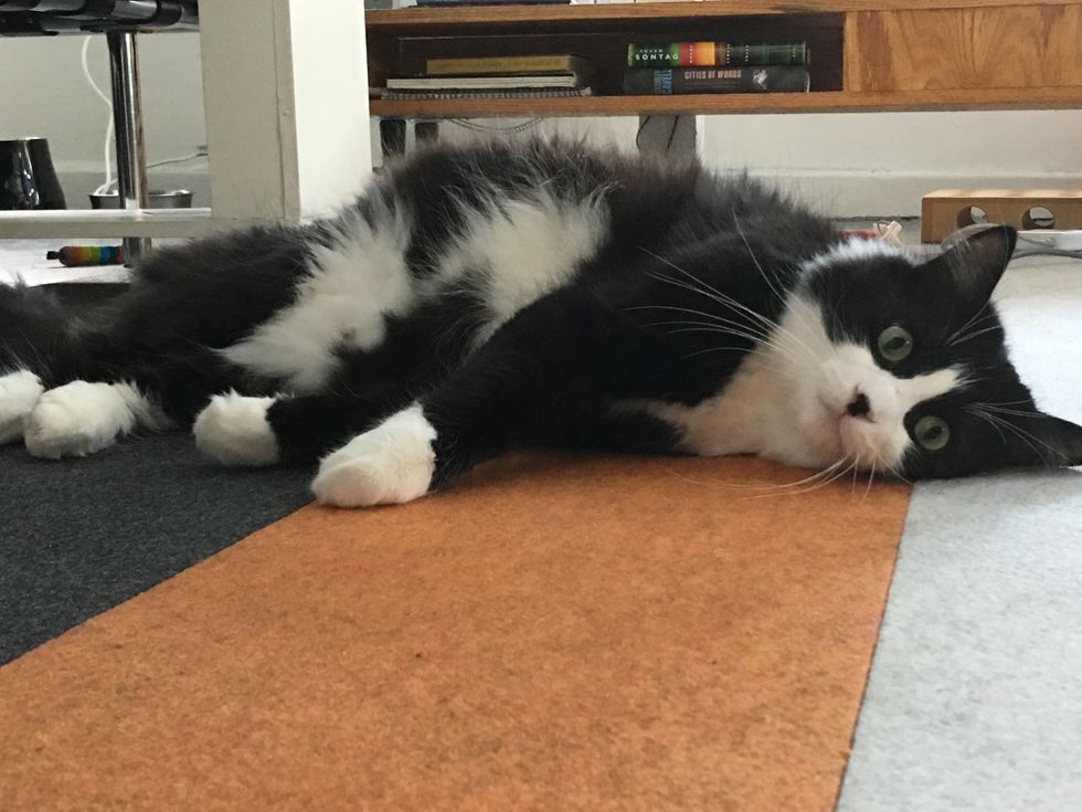 Cat Who Was Returned to Shelter Five Times for Being "Too Demanding