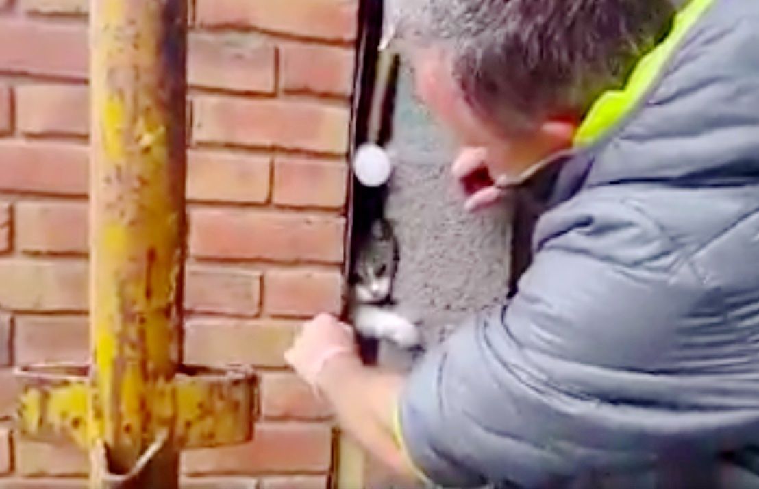 Man Finds Cat Stuck in Small Cavity So Chisels Wall of His Home to Free