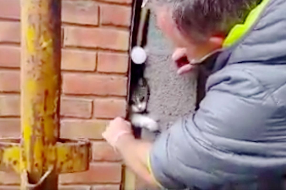 Man Finds Cat Stuck in Small Cavity So Chisels Wall of His Home to Free Her...