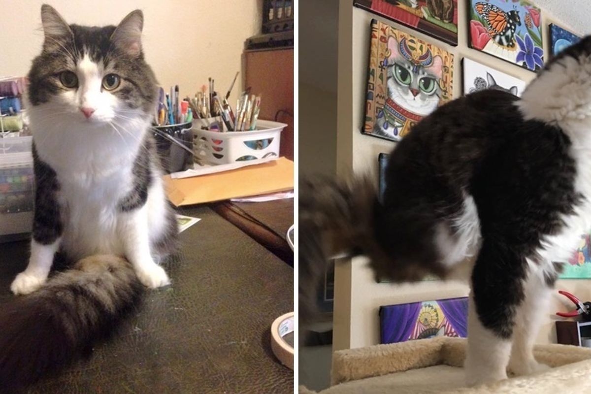 Cat, Who was Born with Two Legs, Uses His Fluffy Tail to Walk and It's Incredible!