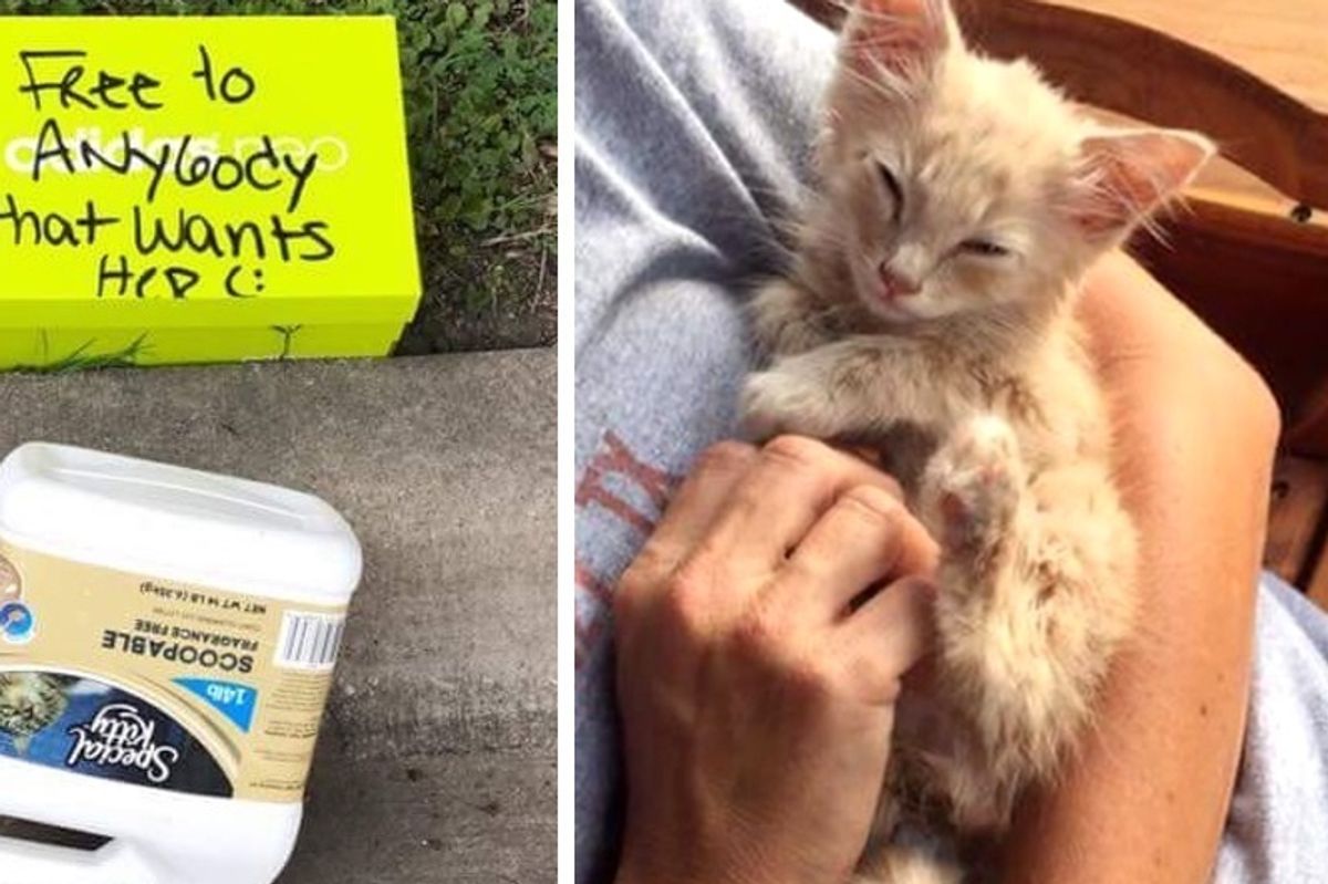 Kitten Found in Box with a Note Finds Love from People That Saved Him...
