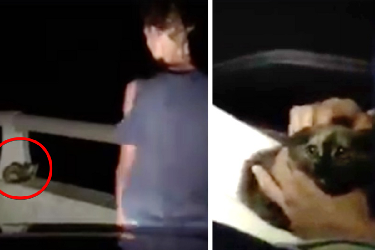 Couple Went Back Twice To Find Kitten on Bridge and Refused to Leave without Her...