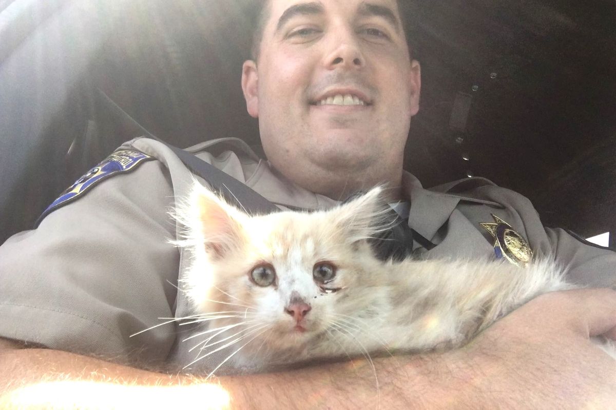 Kitten Found on Golden Gate Bridge Clings to His Rescuer After Being Saved...