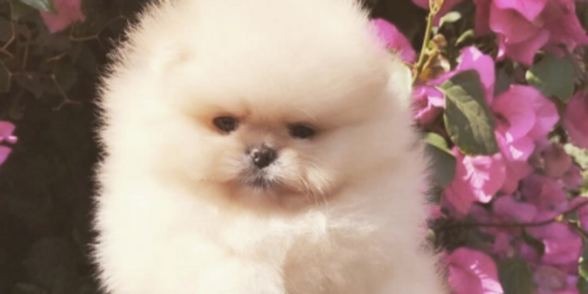 North West's Extremely Cute Puppy Gets Named By the Internet