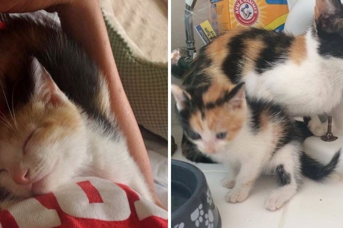 Mama Cat Surprises Rescuers What a Rare Calico Her Baby is..