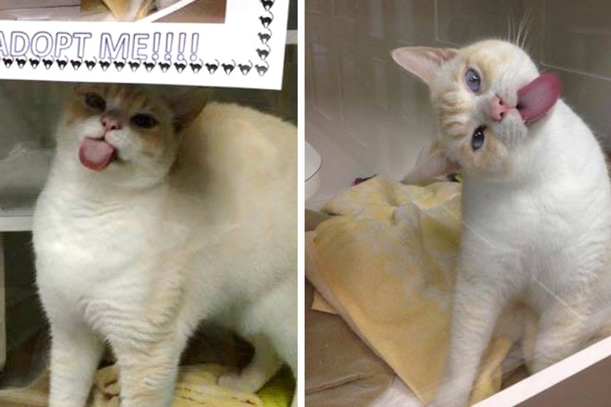 Shelter Cat Finds Unique Way to Get Himself Adopted After No One Stopped for Him.