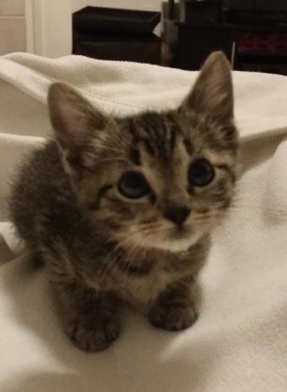 Kitten Cries After His Siblings Were All Adopted Finds Comfort From