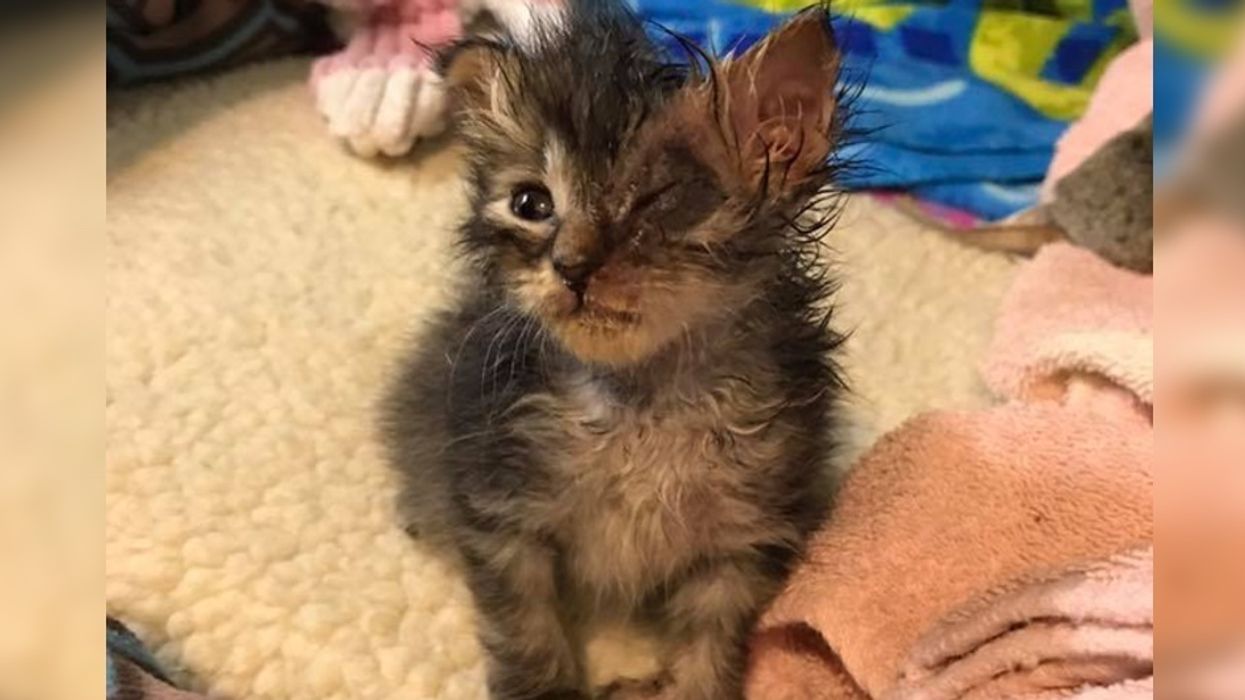 Kitten Found in Mailbox Gets His Beautiful Eye Back Through Love... - Love  Meow