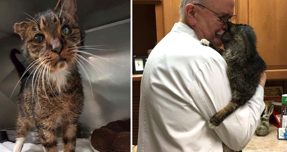 15-year-old Scraggly Shelter Cat Found Humans He'd Been Waiting for All ...