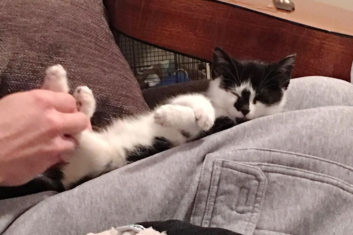 Paralyzed Kitten No One Wanted Finds Woman He Loves And Couldn't Stop Cuddling...