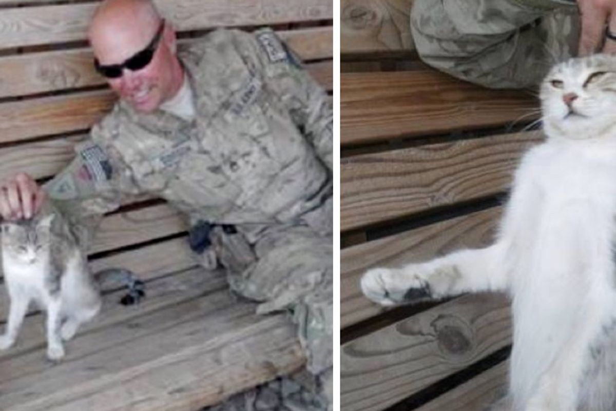 Stray Cat Steals Heart of Soldier Who Refuses to Leave Her Behind...