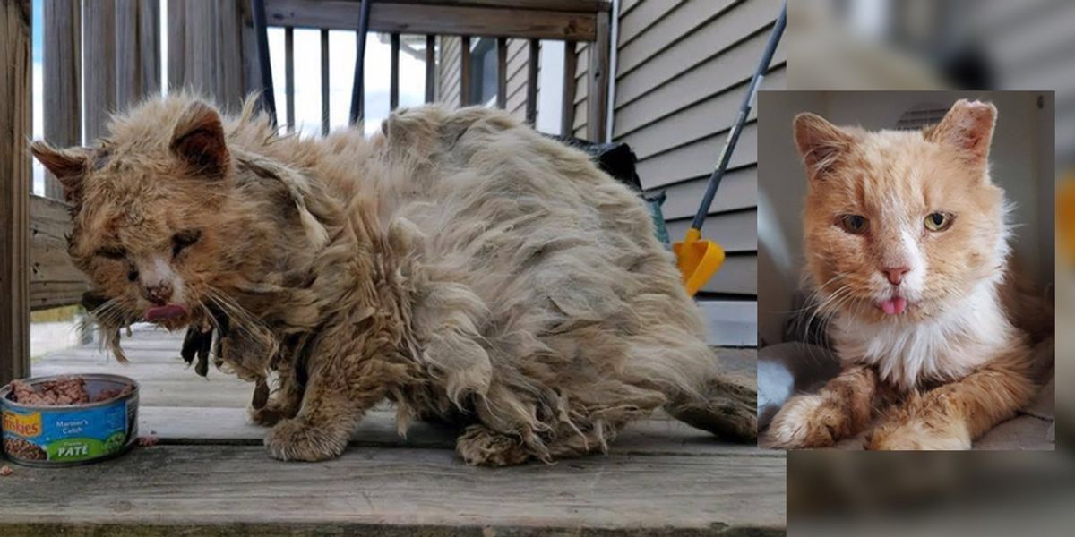 Cat Found Covered in Matted Fur Wandering Outside Completely Transforms