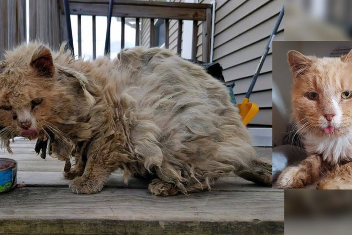 Cat Found Covered in Matted Fur Wandering Outside Completely Transforms in One Day...