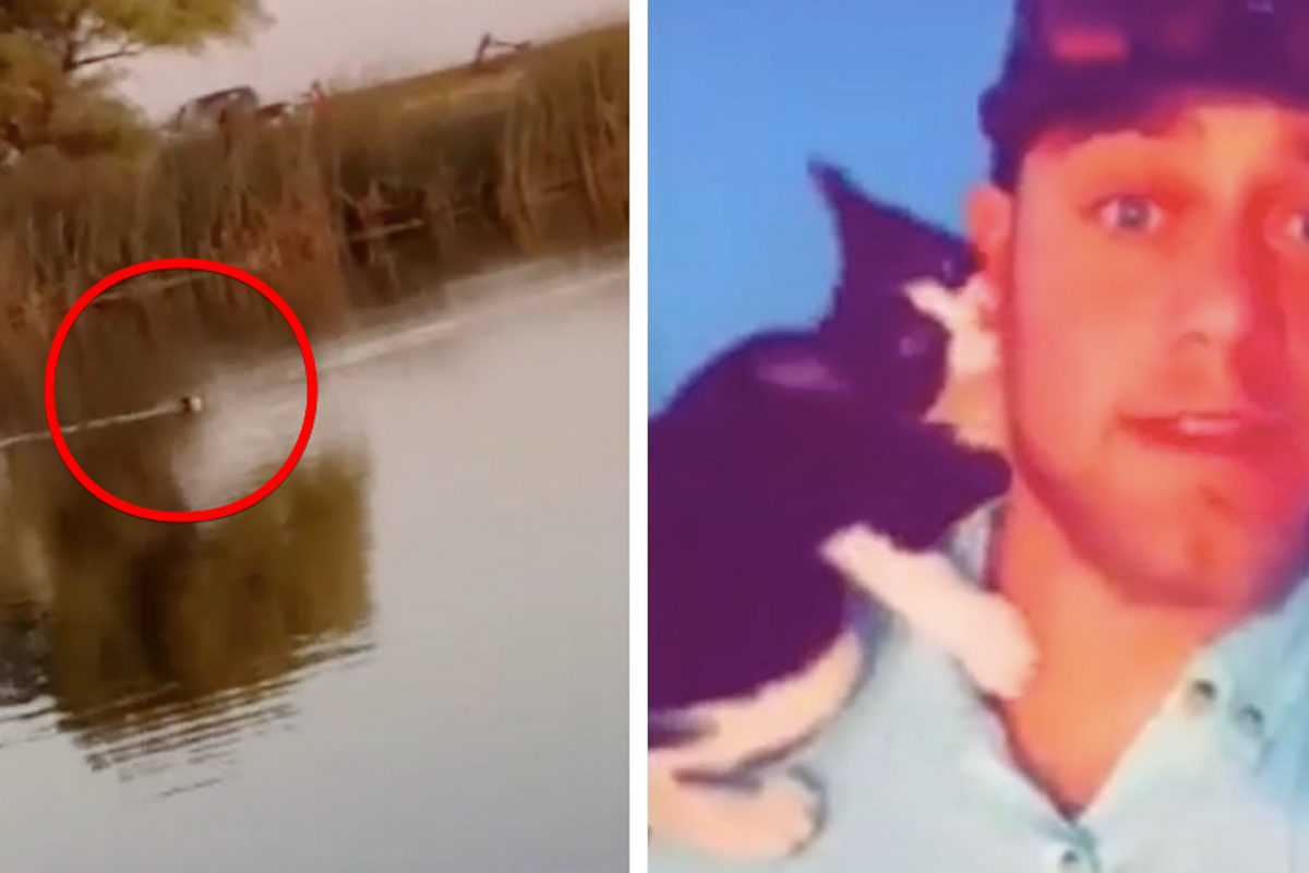 Stray Kitten Swims to Fisherman After He Gave Her Food and Snuggles...