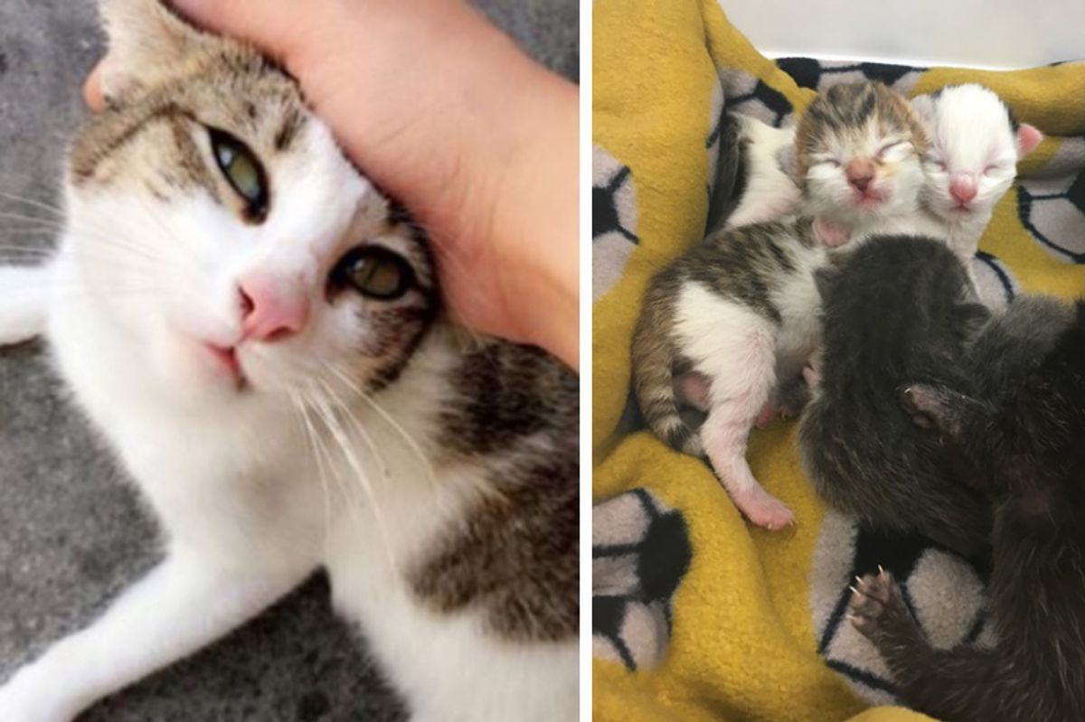 Stray Cat Finds Help to Save Her Own Babies and Rescues Two Tiny Orphans...