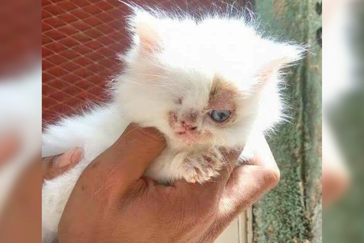 Man Saves One-eyed Kitten from Streets, What a Difference One Week Can Make...