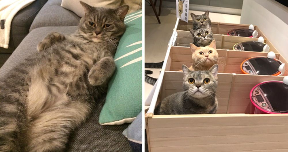 chubby-cat-kept-eating-more-than-his-share-his-humans-came-up-with