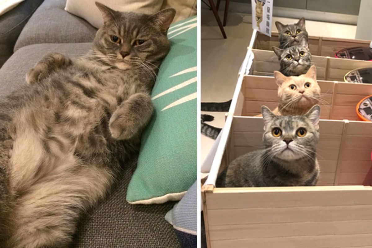 Chubby Cat Kept Eating More Than His Share, His Humans Came Up with Brilliant Idea...