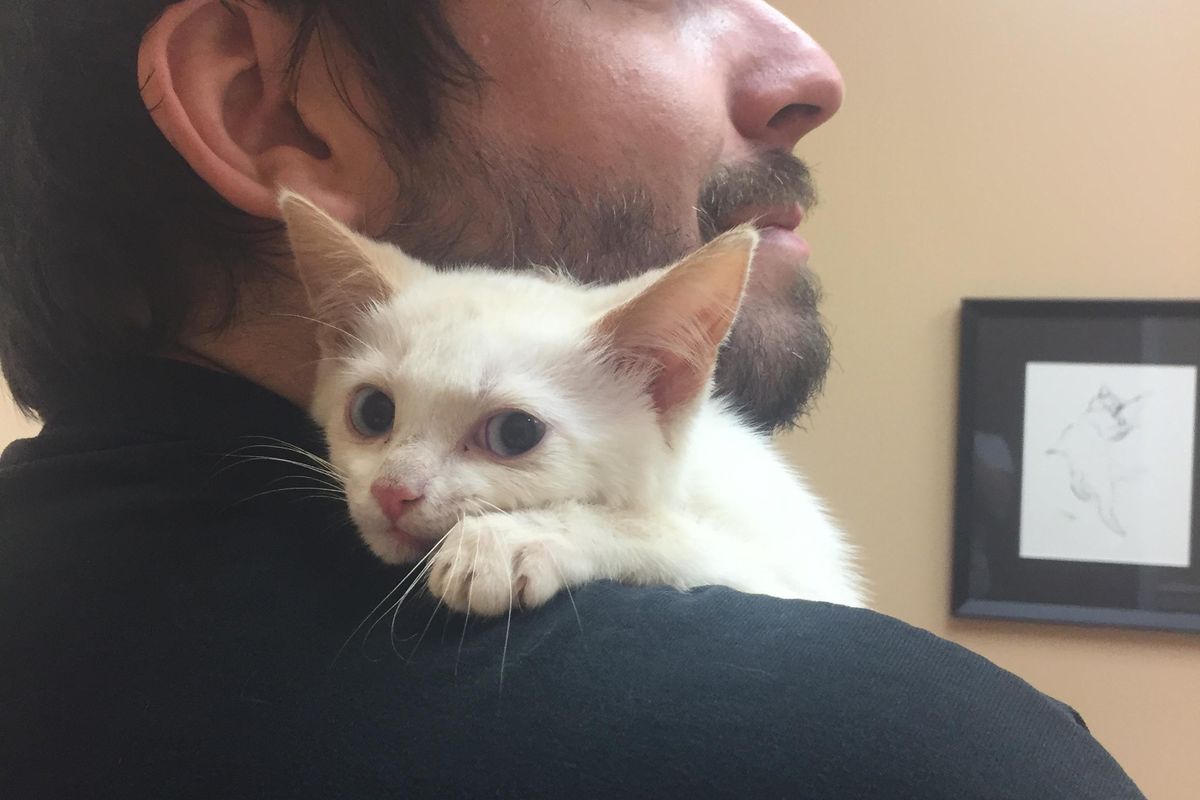 Kitten Found Left Behind is Terrified But a Few Pets Change Everything...