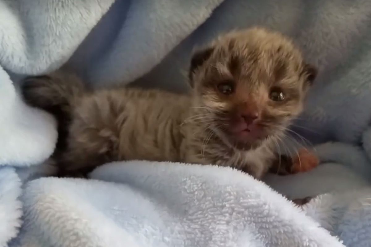 Kitten Born 2 Days Early Surprises Rescuers When He Grows Silver Coat...