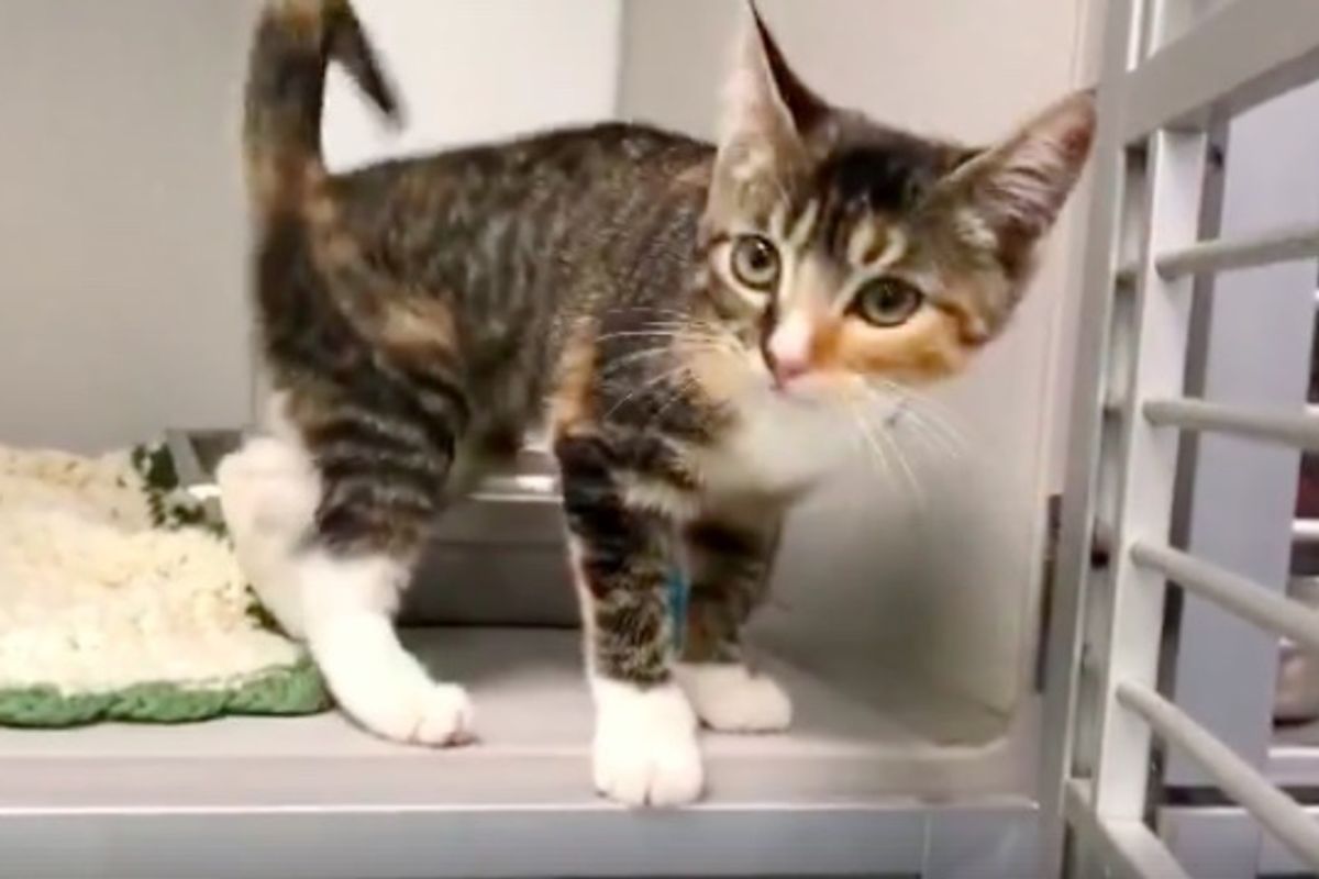 Wobbly Kitten Appears to Be Dancing, Shimmies Her Way into Someone's Heart...