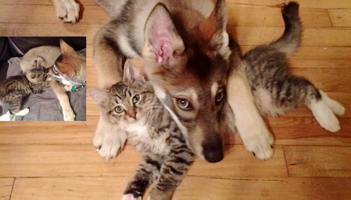 What They Get When They Let Their Puppy Pick Out a Kitten. Love Meow