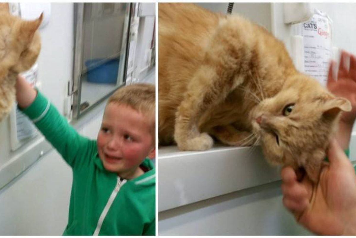 5-year-old Boy Burst into Tears When He Found His Long Lost Feline Friend..