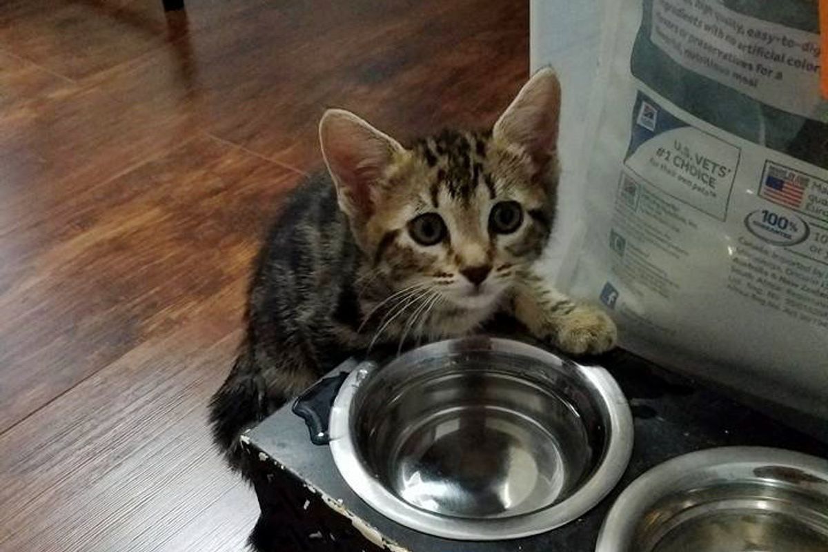 Man Found Kitten On His Doorstep Next to a Box, Meowing for Help, A Few Pets Later...