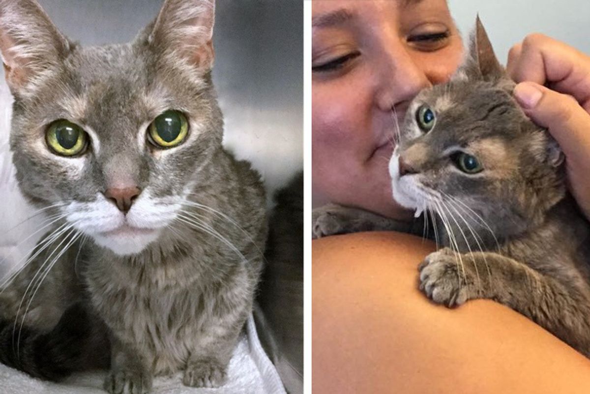 Woman Asks for "Least Adoptable" Cat and Finds 15 Year Old Blind, Deaf Kitty Waiting for Her...