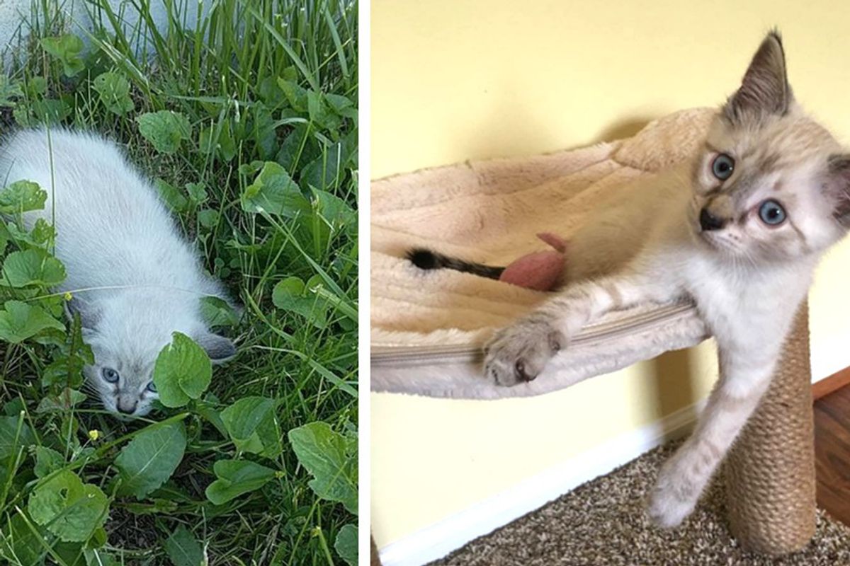 Kitten Found Hiding in Lawn Frozen in Fear For Hours But 4 Days After Rescue...