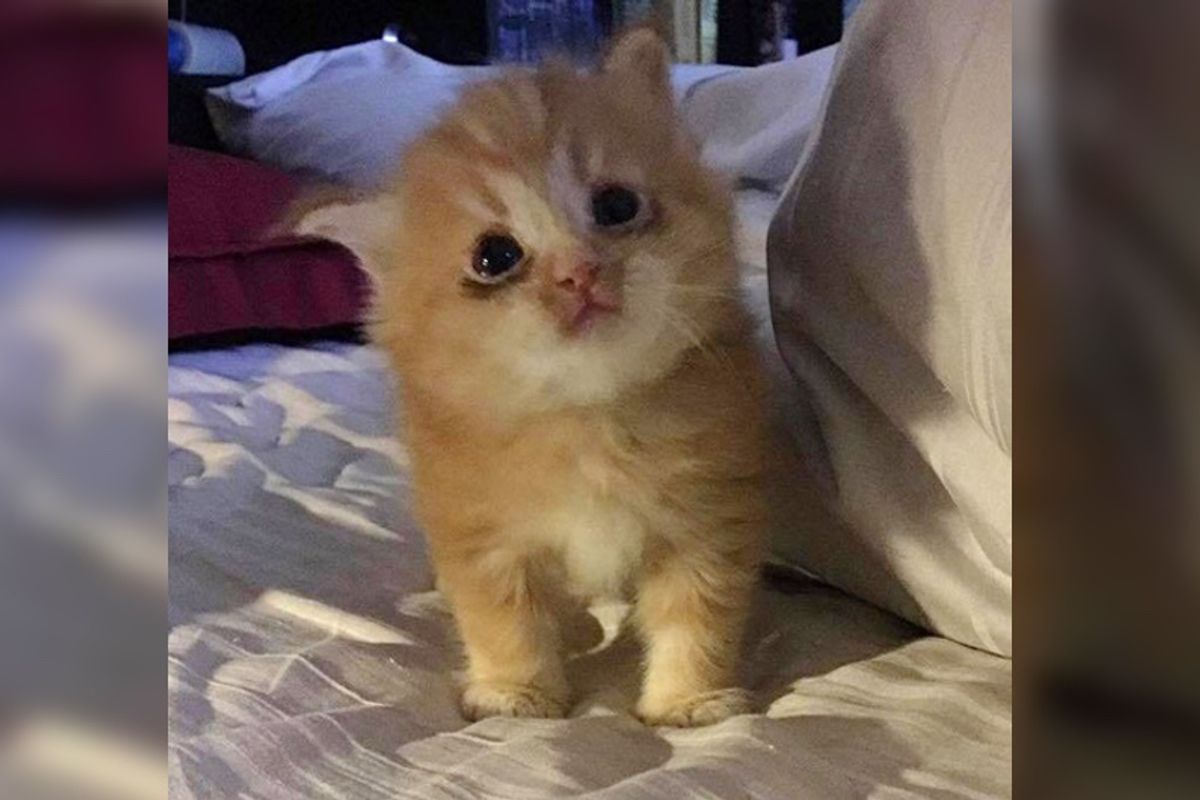 Kitten Lost Only Place He Knew, Tells Foster Mom How Happy He is to Have a Home Again