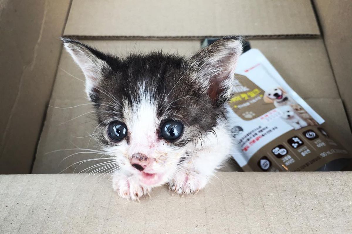 Orphaned Kitten Hobbles Up to a Couple Meowing for Love...