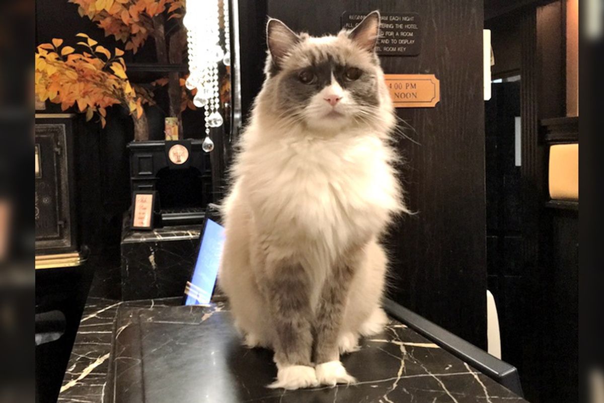 Cat Supervises Hotel for 7 Years and Has Never Missed a Day Of Work...