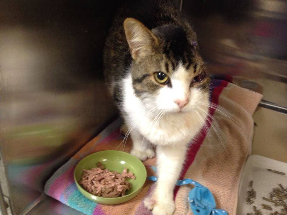 Woman Saves Cat Missing Part of His Face and Helps Him Get His Smile ...