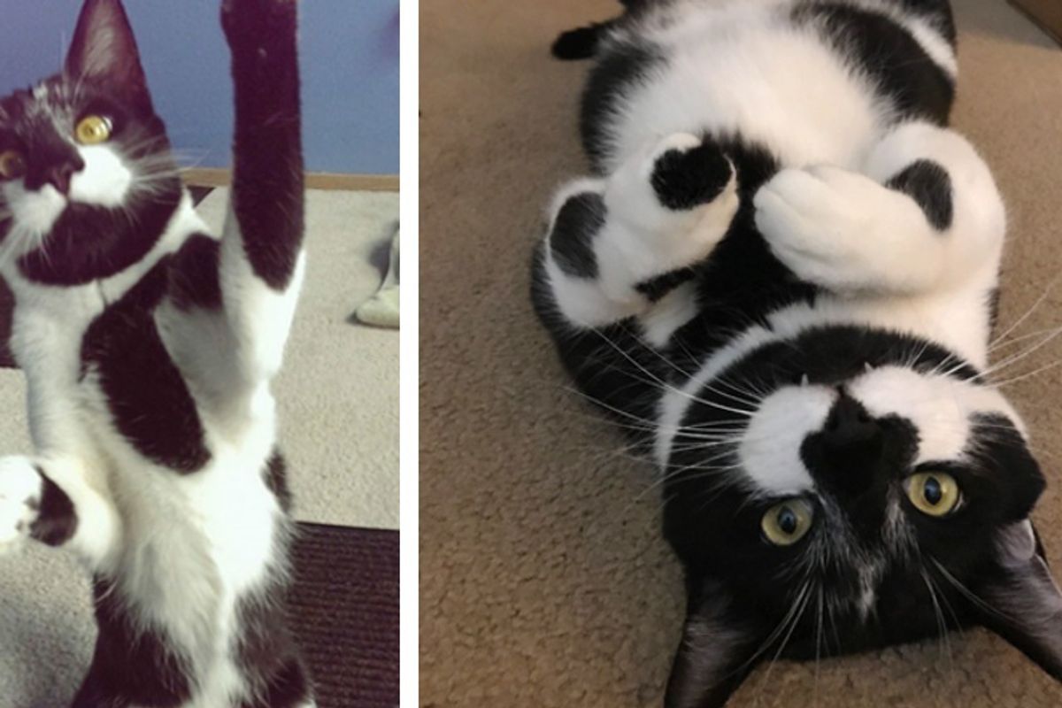 Cat No One Wanted Because He is 'Too Playful', Finds True Love...