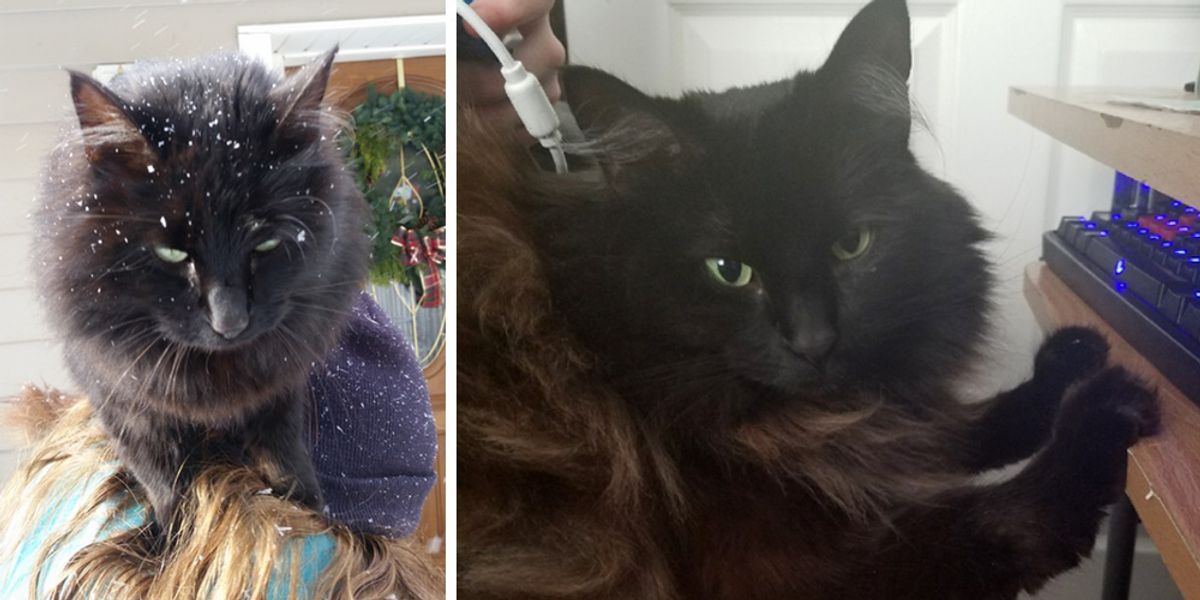 Stray Cat Jumps into Woman's Arms for Warmth Asking Her to Be Her