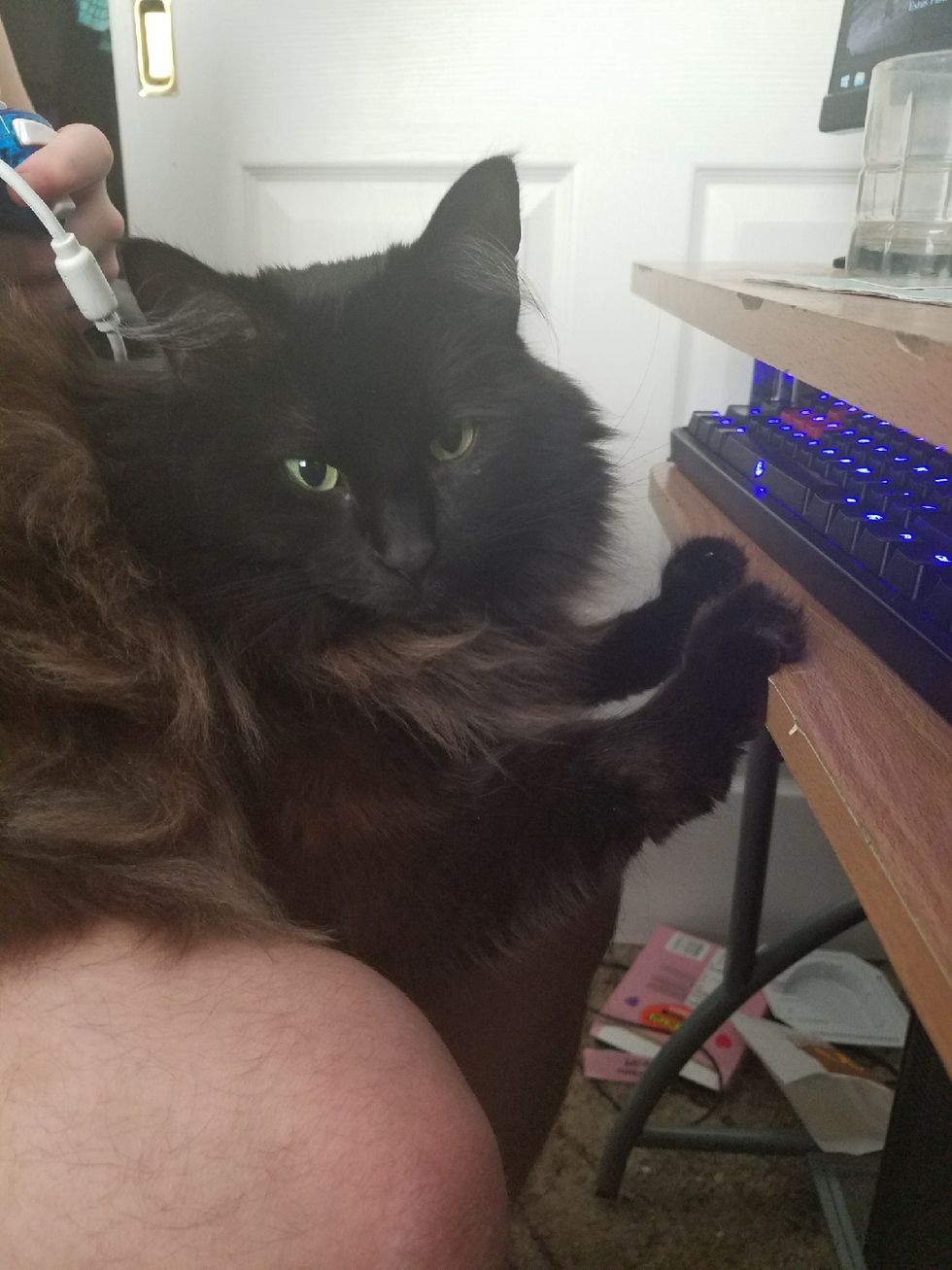 Stray Cat Jumps into Woman's Arms for Warmth Asking Her to Be Her