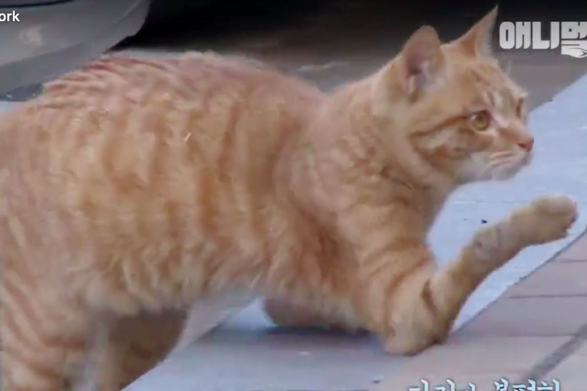 Street Cat Found Walking on His Elbows Gets Help He Needs to Thrive...