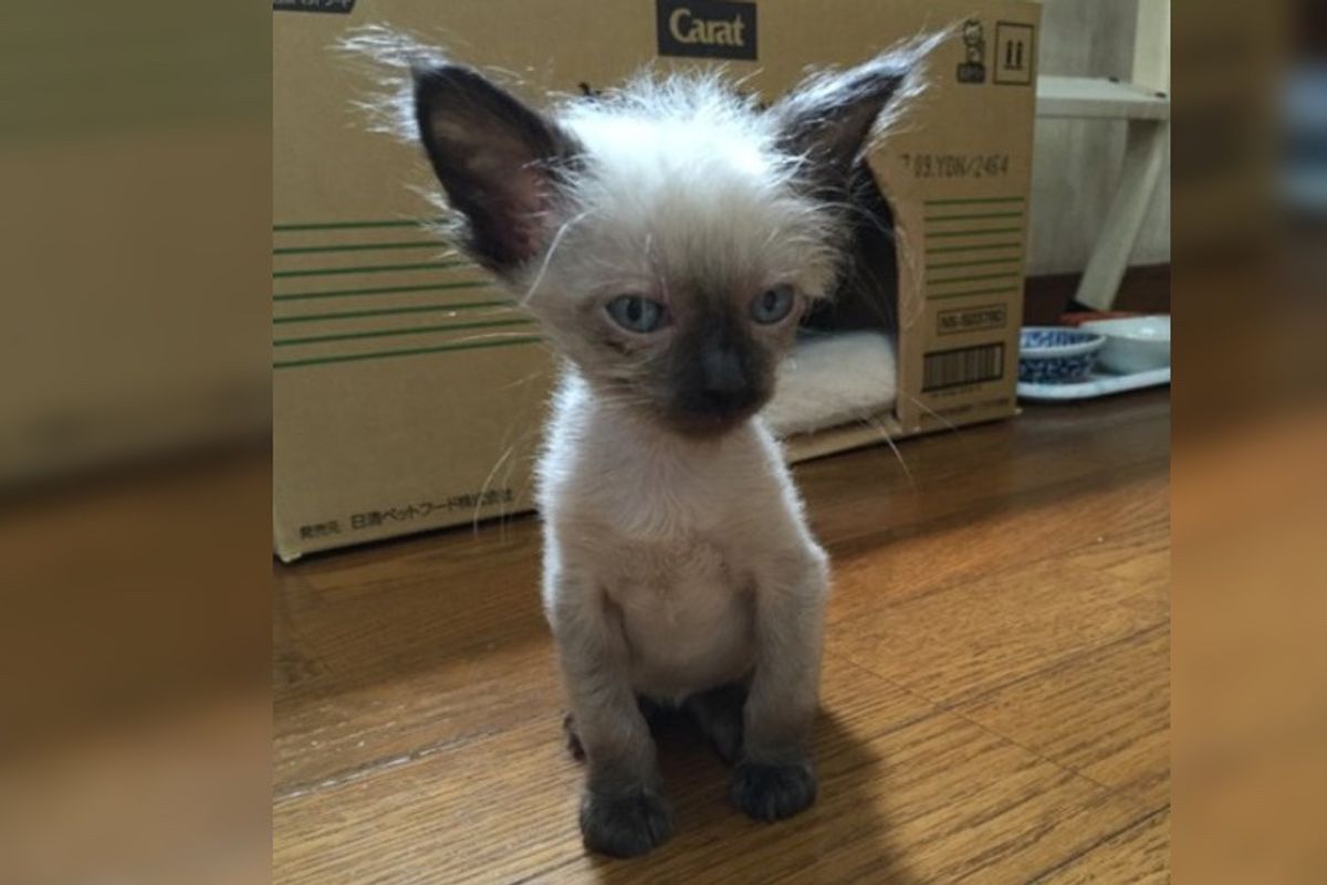 Scrawny Sick Kitten and His Brother Transform into Fluffy Cats in These Beautiful Photos...