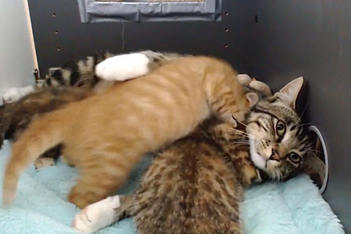 Feral Tomcat Saved from Wildfires Surprises Everyone When He Becomes 'Nursing' Dad to Rescued Kittens
