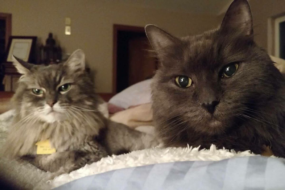 90 Year-old Man Finds Help for His 13-year-old Cats He Saved from Birth...