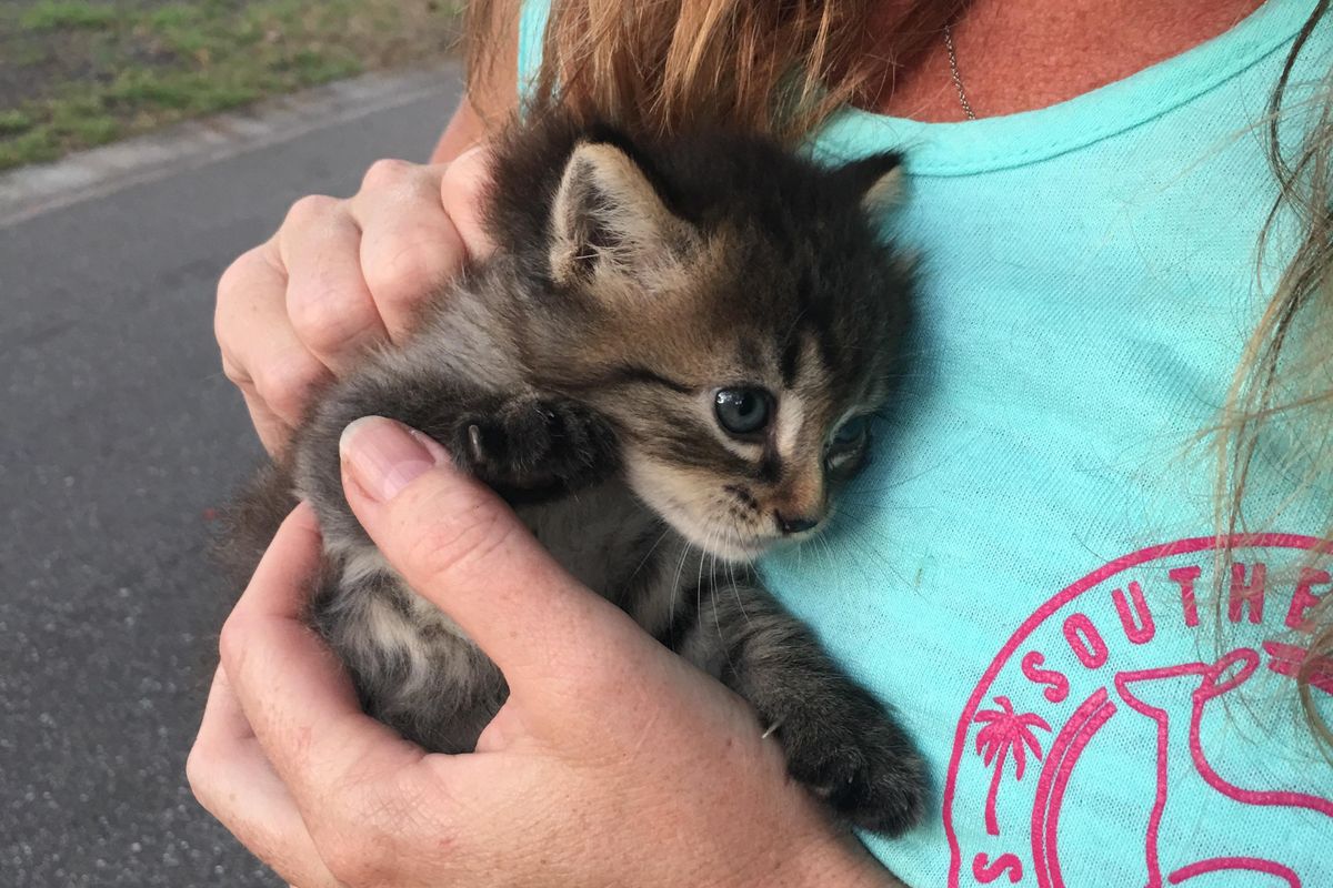 Kitten Found in Woods Clings to Her Rescuers, Asking Them to Be Her Forever Humans...